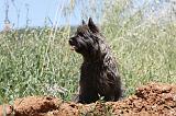 CAIRN TERRIER 499